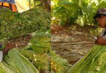 Tobacco Producers Say Cigarette Tax Increase Could Sink Nayarit’s Economy