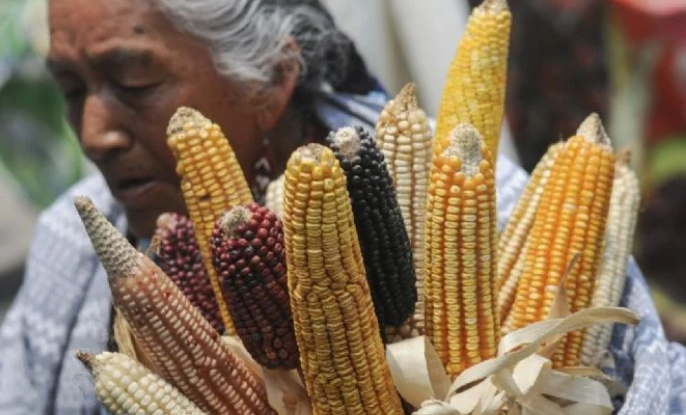 Native corn varieties and indigenous languages in Nayarit face the risk of disappearing