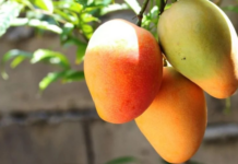 Mango and corn harvests plummet in Nayarit
