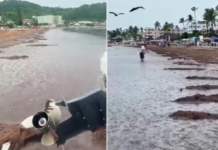 Sargassum has flooded beaches in Nayarit again 🎦