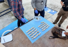 256 turtle eggs seized in Nayarit; PROFEPA seeks to save the hatchlings.